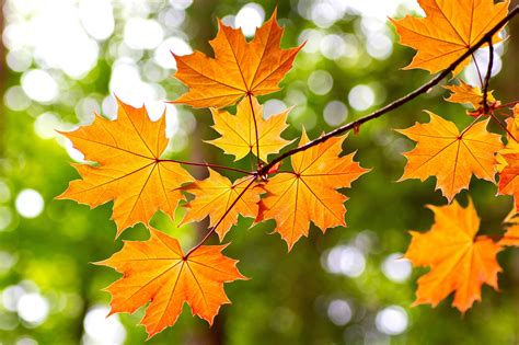 Autumn Maple Leaf Wallpaper