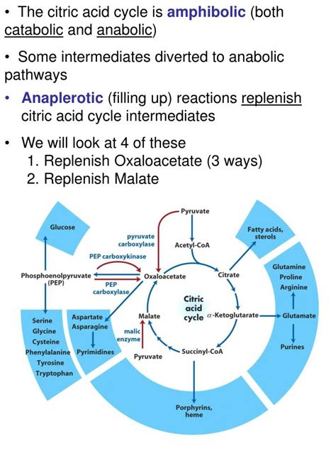 PPT - Anaplerotic (filling up) reactions replenish citric acid cycle ...