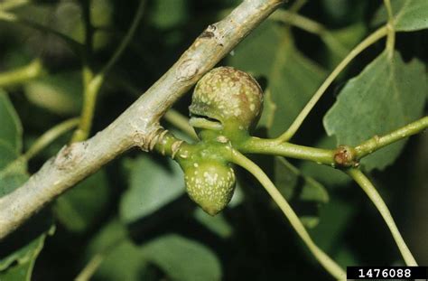 poplar twiggall aphid (Pemphigus populiramulorum)