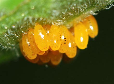 Colorado Potato Beetle: eggs - Leptinotarsa decemlineata - BugGuide.Net