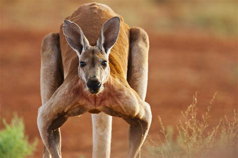 The meaning and symbolism of the word - «Kangaroo»