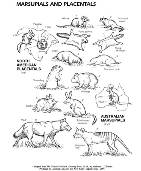 Biologizing: CONVERGENT EVOLUTION: MARSUPIALS AND PLACENTALS