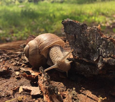 How to keep pet snails | Pet snails, Snail, Pets