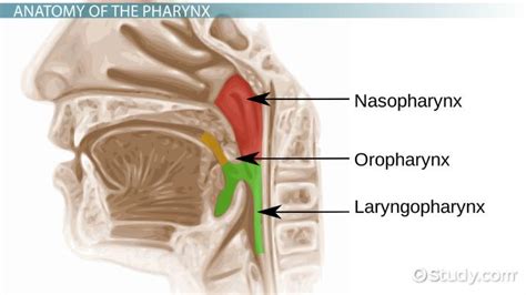 Pharynx | Anatomy, Definition & Function - Lesson | Study.com