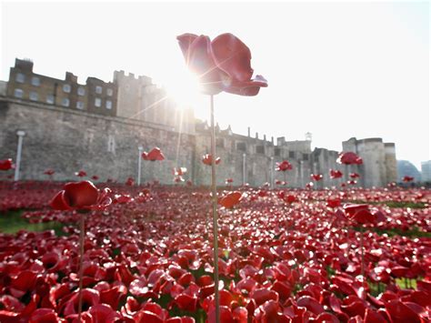 Remembrance Day: Tower of London poppy buyers warned they could crack ...