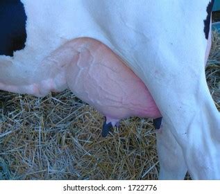 Cow Udder Stock Photo 1722776 | Shutterstock