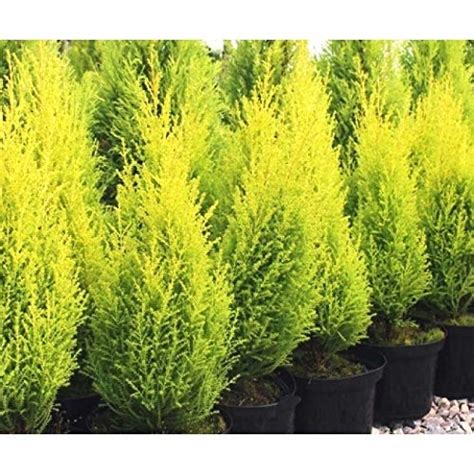 NurseryNature Golden Cyprus Plant : Amazon.in: Garden & Outdoors