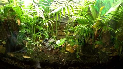 Blue Poison Dart Frog Habitat