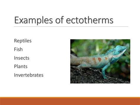 Lecture 5 ectotherms vs endotherms