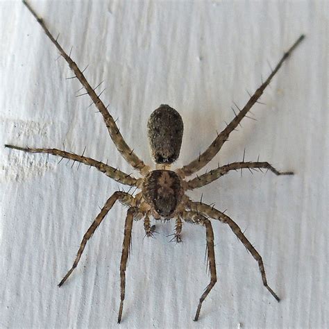 Wolf Spider Identification Photos