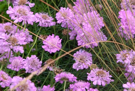 Scabiosa flowers are low-maintenance perennial plants perfect for ...