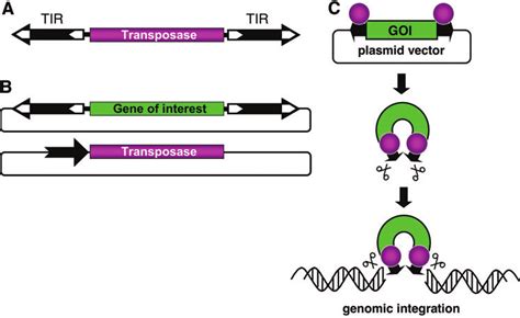 General organization and use of transposable elements as gene vectors ...