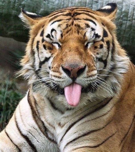 Beautiful Tiger 🐅 | Animals wild, Animals, Funny animals