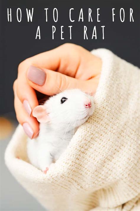 Pet Rat Care - Discover How To Care For A Pet Rat