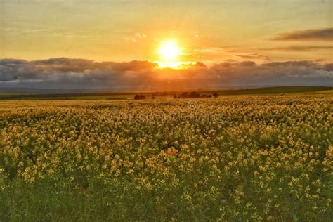 Sunset in canola fields stock photo. Image of sunset - 261169588