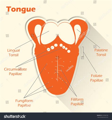 Conceptual Flat Style Illustration. Anatomy Of The Human Tongue ...