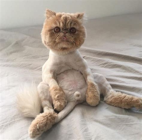 Meet Winston Smushface the Shaved Persian (With images) | Cat haircut ...