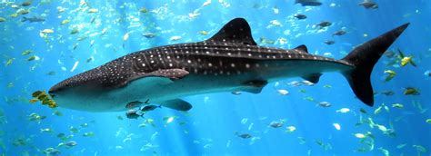 File:Whale-shark-enhanced.jpg - Wikipedia