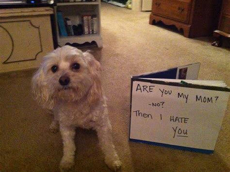 Then I hate you - Dogshaming