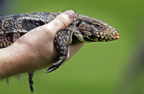 Newsela | Hunt is on for tegu lizards in South Florida