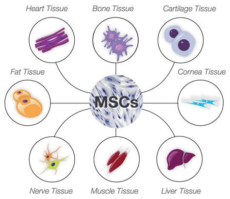 Tissues Formed by Mesenchymal Stem Cells | BioSerendipity