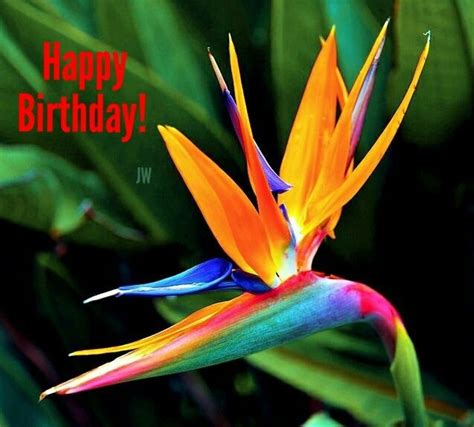 77 best Hawaiian Birthday Greetings images on Pinterest | Happy ...