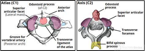 The Cervical Spine - Features - Joints - Ligaments - TeachMeAnatomy