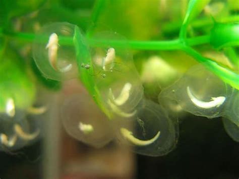 Adorable Axolotls in Their Egg Sacs