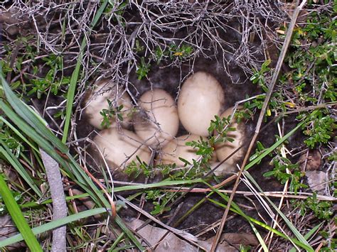 Pacific Black DuckFriends of Queens Park Bushland | Friends of Queens ...