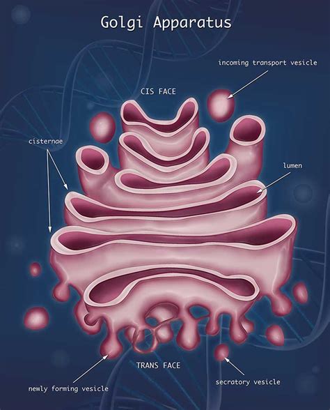 Golgi Apparatus Sketch at PaintingValley.com | Explore collection of ...