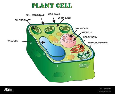 Plant cell Cut Out Stock Images & Pictures - Alamy