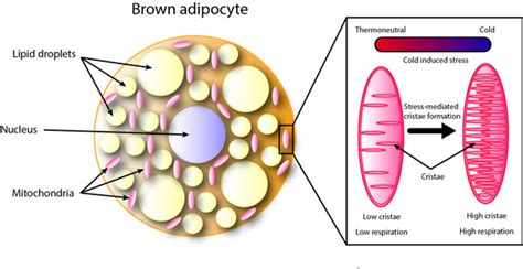 Control of mitochondrial cristae and respiration during cold stress ...