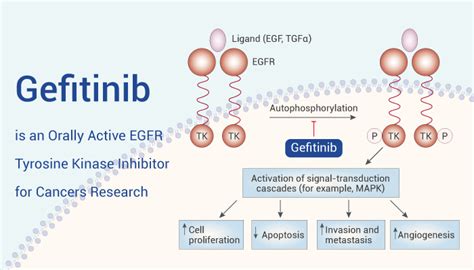 Gefitinib is an Orally Active EGFR Tyrosine Kinase Inhibitor for ...