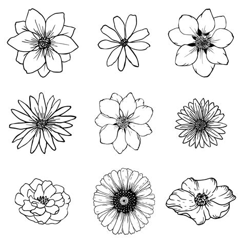 establecer dibujo de líneas de flores de boceto. vector de arte de ...