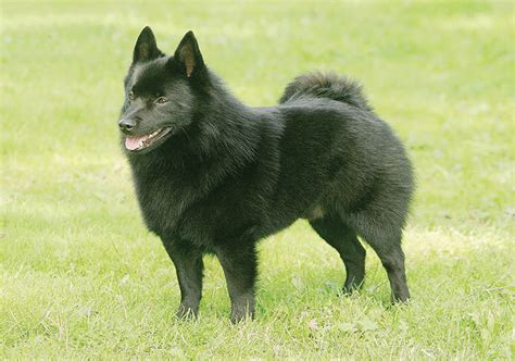 Schipperke Breeds