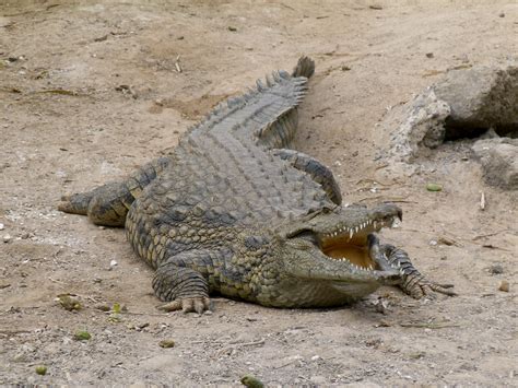 File:Crocodylus - Crocodile - Krokodil - 01.jpg - Wikipedia