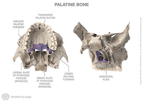 Palatine bone | Encyclopedia | Anatomy.app | Learn anatomy | 3D models ...