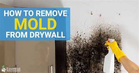 How To Remove Mold From Drywall - Painted And Unpainted