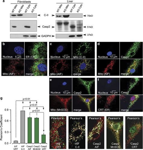 Caspase-2 localizes to the mitochondria. (a) Immunoblots for caspase-2 ...