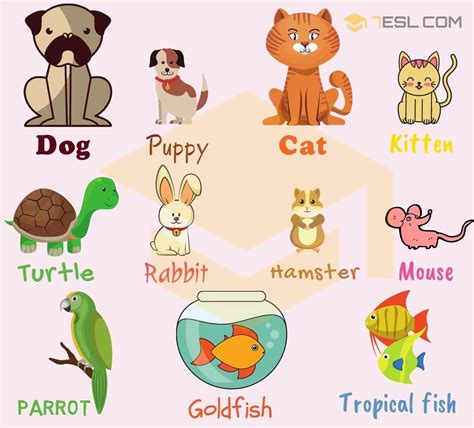 pet animals name Clipart pets pet animal names list types different ...