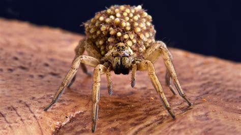 11 Fascinating Facts about Wolf Spiders (#7 is Surprising!)