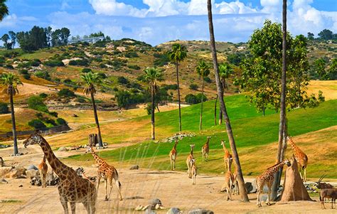 San Diego Zoo Safari Park Tour, Wild Animal Park, Safari Adventure in ...