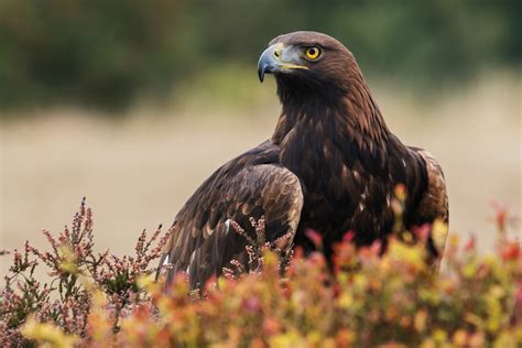 Golden Eagle Facts | Aquila Chrysaetos