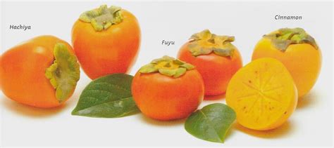 A Guide to Persimmons — varieties, prep, and uses