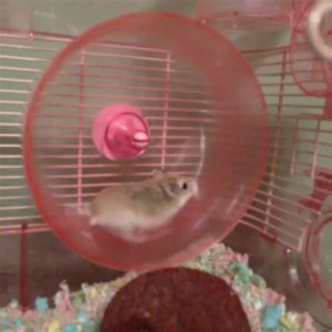 Hamster Exercise Wheel Fail | Memes & Humour | Pinterest