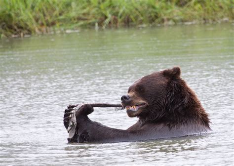 Grizzly bear eating salmon in the waters of Alaska. This is a canvas ...