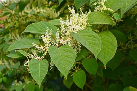 Japanese knotweed | Description, Invasive Species, Weed, History ...