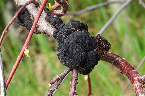 How to Treat Black Fungus on Trees - Nelson Tree Specialist