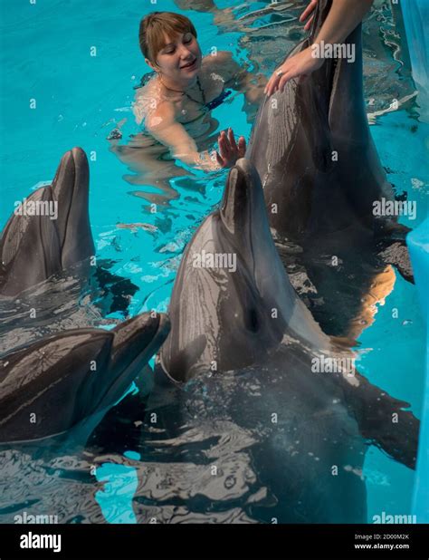 Pregnant dolphin hi-res stock photography and images - Alamy