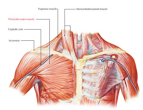 Pectoralis Major Muscle Anatomy Human Anatomy And Physiology Anatomy ...